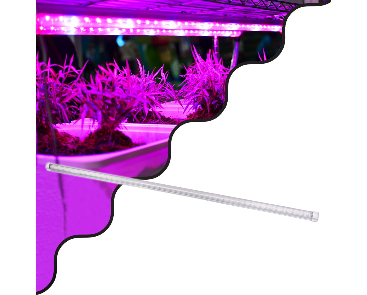 GloboStar® 85963 Linear Grow Light Full Spectrum LED Γραμμικό Φωτιστικό Ανάπτυξης Φυτών Θερμοκηπίου 120cm SMD 2835 80W 160° AC230V IP54 Εσωτερικού Χώρου για Κάλυψη Επιφάνειας 1.2m x 1.2m Πλήρους Φάσματος Φωτισμού