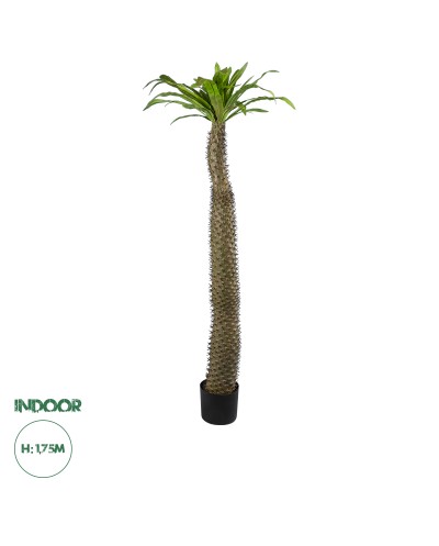 GloboStar® Artificial Garden PACHYPODIUM LAMEREI PALM TREE 20130 Τεχνητό Διακοσμητικό Φυτό Φοίνικας της Μαγαδασκάρης Υ175cm