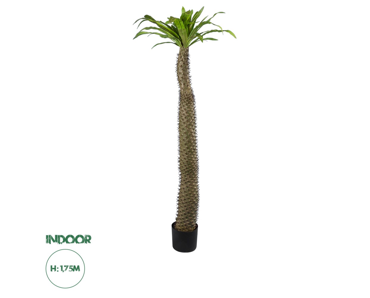 GloboStar® Artificial Garden PACHYPODIUM LAMEREI PALM TREE 20130 Τεχνητό Διακοσμητικό Φυτό Φοίνικας της Μαγαδασκάρης Υ175cm