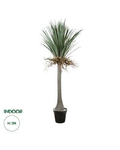 GloboStar® Artificial Garden BEAUCARNEA PALM TREE 20047 Τεχνητό Διακοσμητικό Φυτό Κυρτόφυλλος Μπουκαρνέα Υ200cm