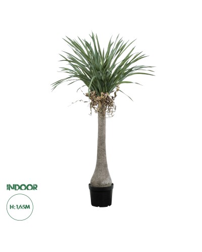 GloboStar® Artificial Garden BEAUCARNEA PALM TREE 20046 Τεχνητό Διακοσμητικό Φυτό Κυρτόφυλλος Μπουκαρνέα Υ165cm