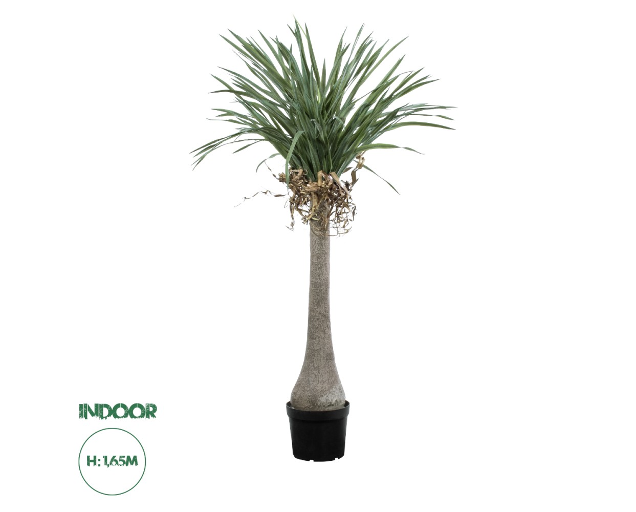 GloboStar® Artificial Garden BEAUCARNEA PALM TREE 20046 Τεχνητό Διακοσμητικό Φυτό Κυρτόφυλλος Μπουκαρνέα Υ165cm