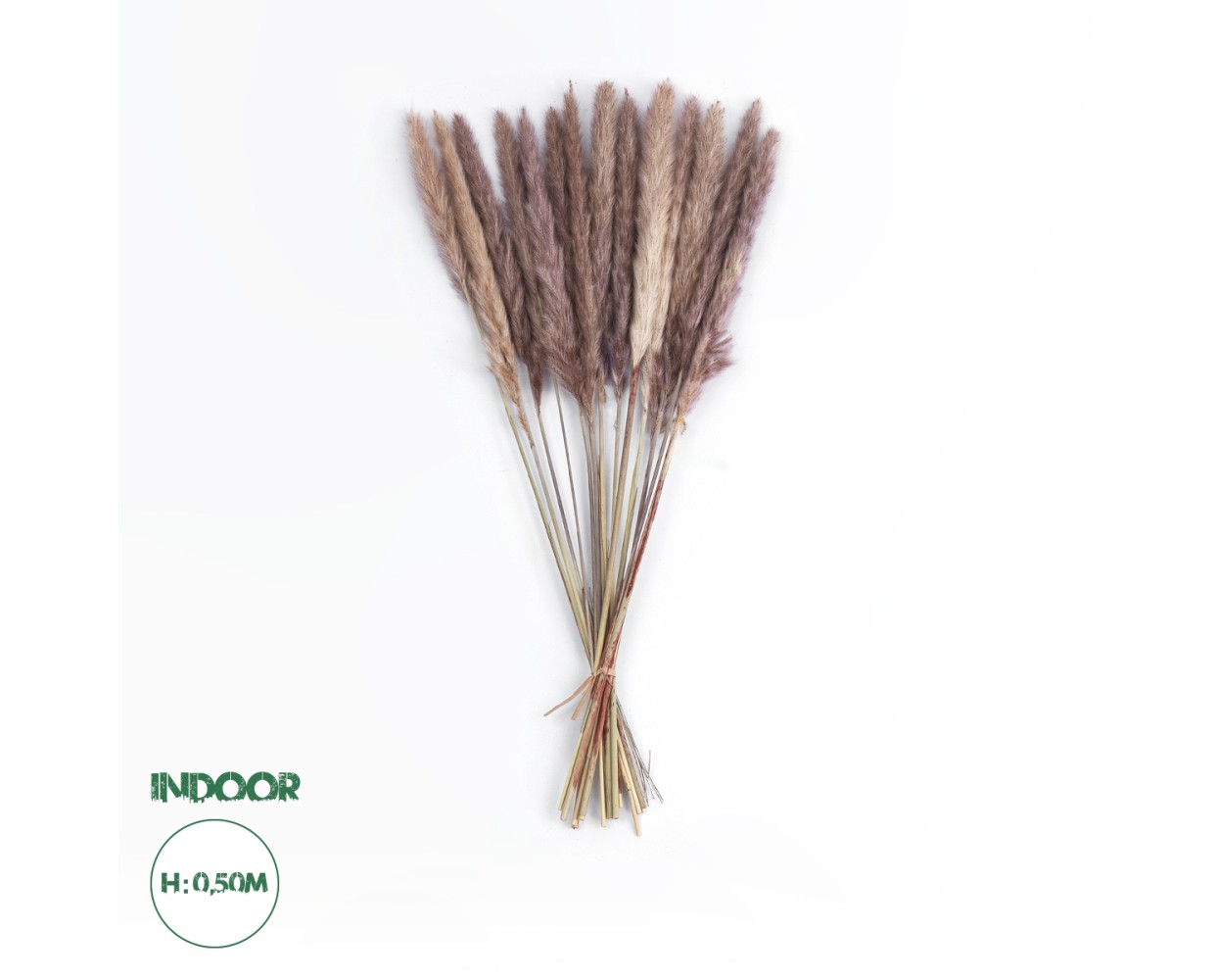 GloboStar® Artificial Garden REAL DRIED BROWN PAMPAS GRASS