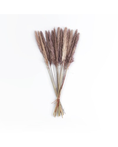 GloboStar® Artificial Garden REAL DRIED BROWN PAMPAS GRASS