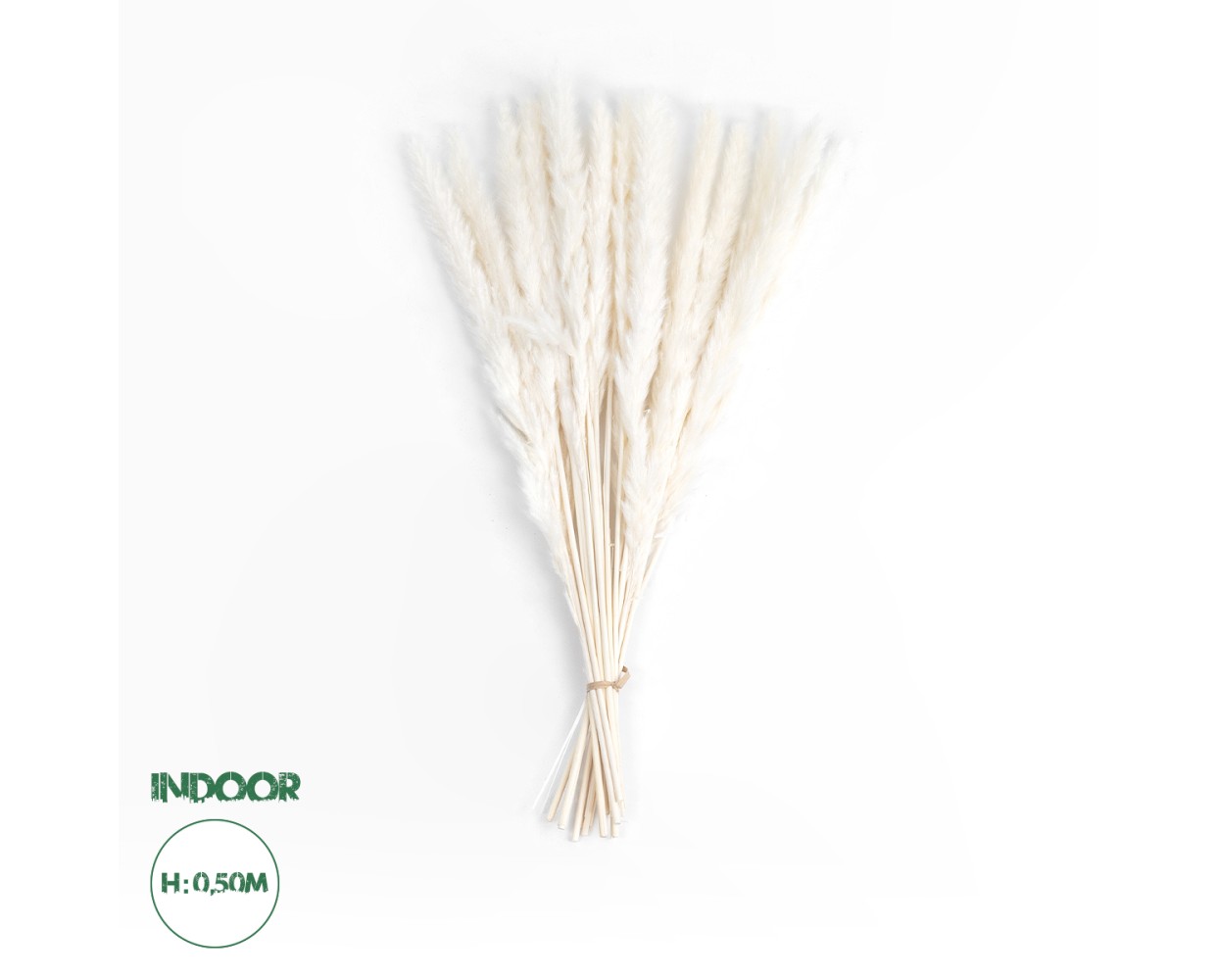 GloboStar® Artificial Garden REAL DRIED BEIGE PAMPAS GRASS