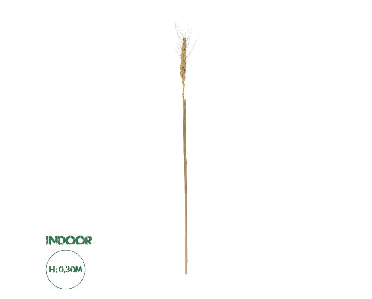 GloboStar® Artificial Garden REAL DRIED WHEAT GRASS 21488